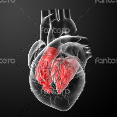 3d render Heart atrium
