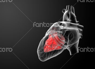 3d render Heart atrium