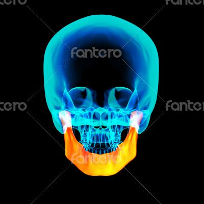 3d rendered illustration - jaw bone 3d rendered illustration - jaw bone