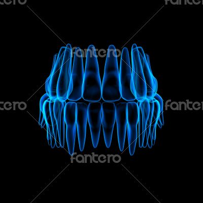 3d human teeth - front view