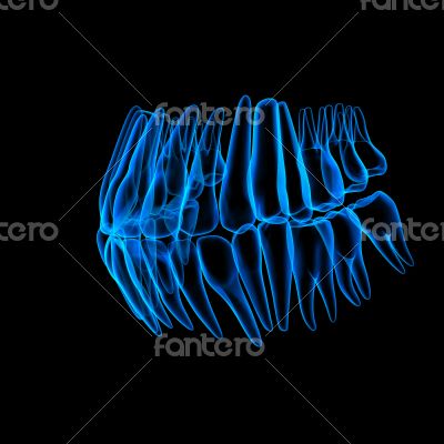 3d human teeth - right front view