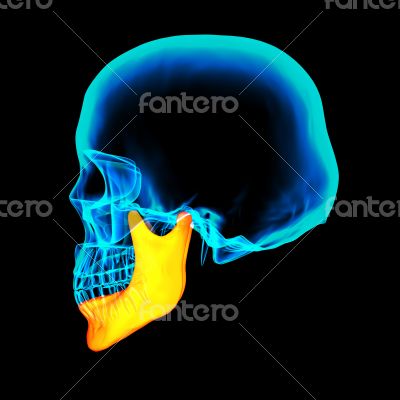 3d rendered illustration - jaw bone