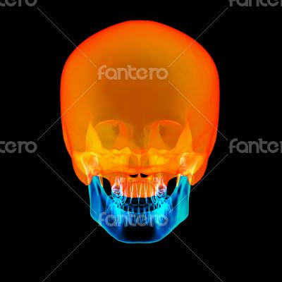 human Skull. Upper half. with black background