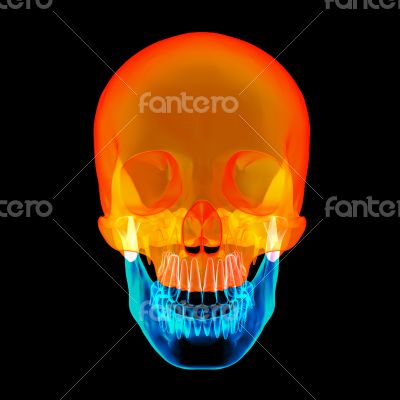 Human Skull. Upper half. with black background