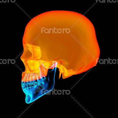 Human Skull. Upper half. with black background 