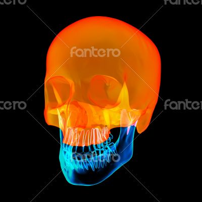 Human Skull. Upper half. with black background