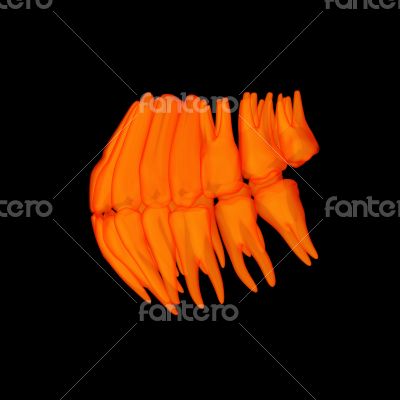 3d human orange teeth