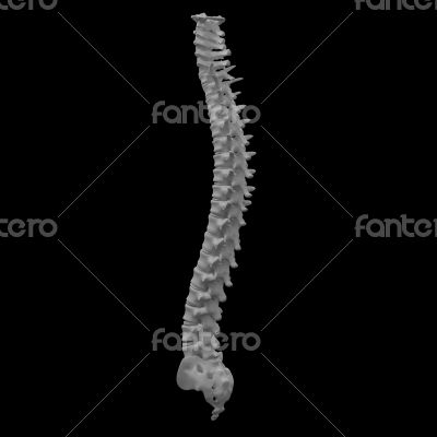 3d render painful spine