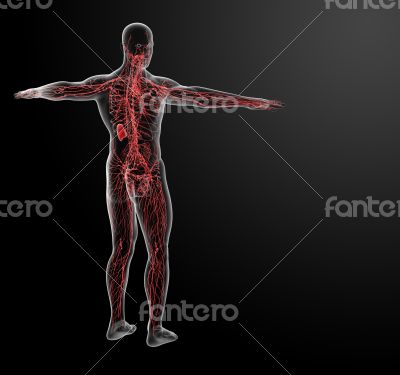 lymphatic system - back view