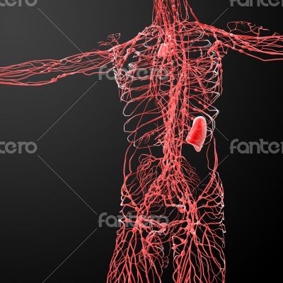 lymphatic system - front view