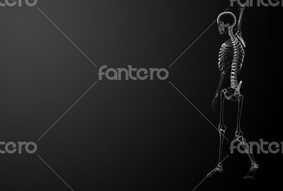 3d render Skeleton X-rays
