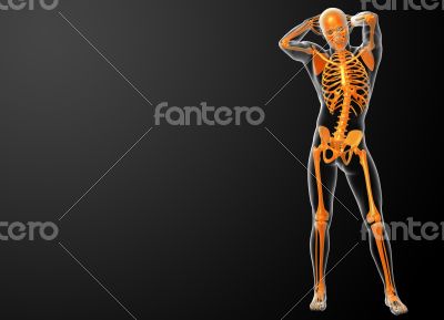 3d rendered orang skeleton
