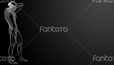 3d rendered skeleton - side view