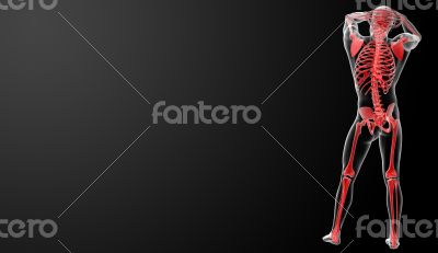 3d rendered red skeleton