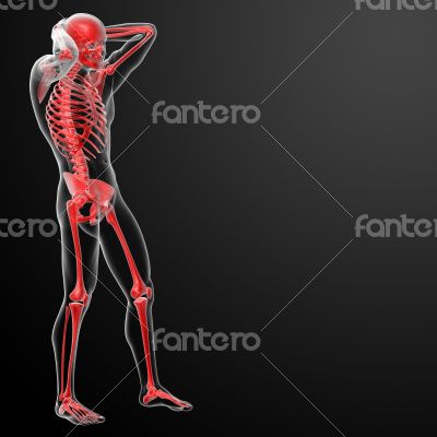 3d rendered red skeleton