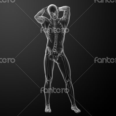 3d rendered skeleton 