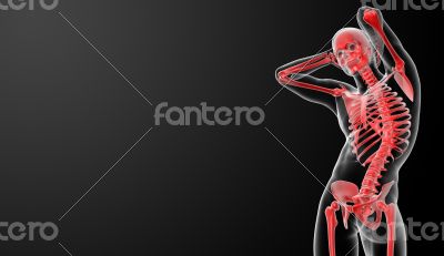 3d rendered red skeleton - side view