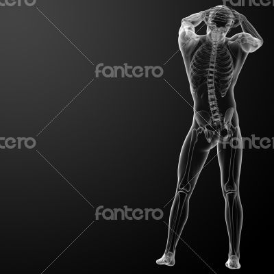 3d rendered skeleton 