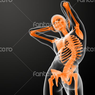 3d rendered skeleton