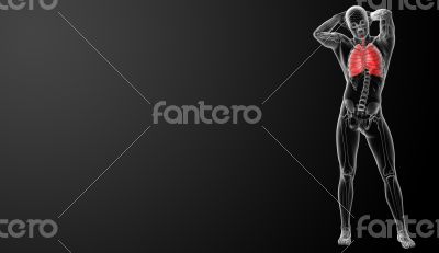 Human respiratory system in x-ray view