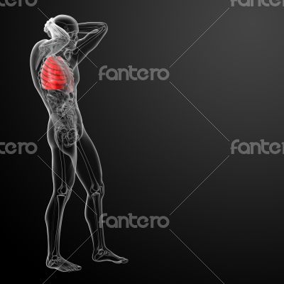 Human respiratory system in x-ray
