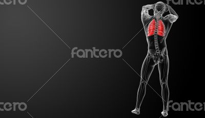 Human respiratory system in x-ray view 