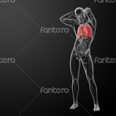 Human respiratory system in x-ray 