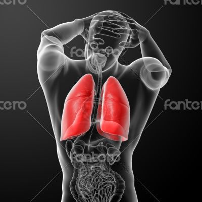Human respiratory system in x-ray 