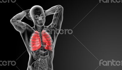 Human respiratory system in x-ray  