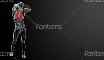 Human respiratory system in x-ray 