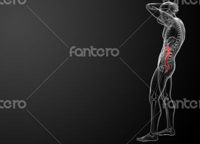 Human digestive system large intestine 