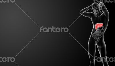 Human digestive system 