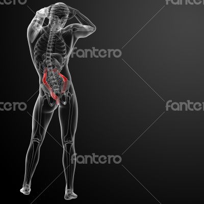 Human digestive system large intestine 