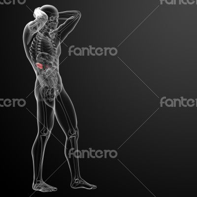3d rendered illustration of kidneys - side view