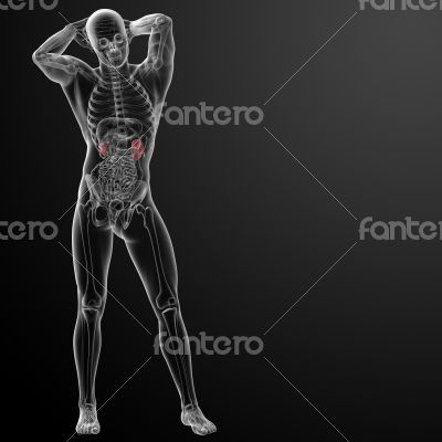 3d rendered illustration of kidneys - front view