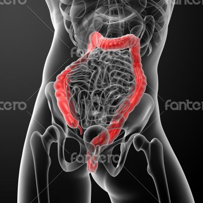 large intestine