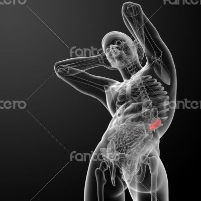 3d rendered illustration of kidneys