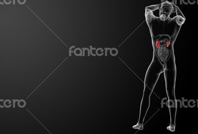 3d rendered illustration of kidneys - back view