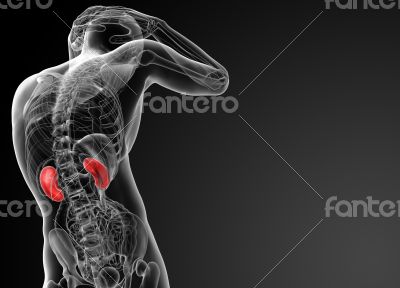 3d rendered illustration of kidneys - back view