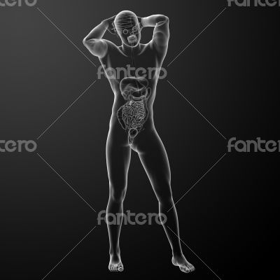 Human digestive system 