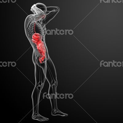 Human digestive system  - side view