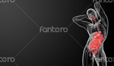 Human digestive system  - bottom view