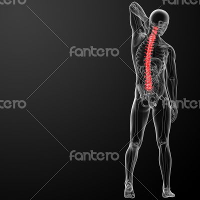 3d rencder Human Spine Anatomy