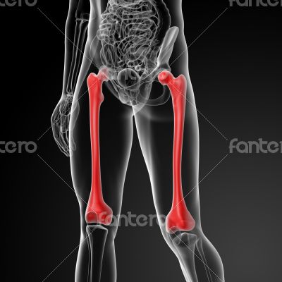 The femur - front view