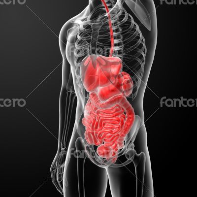 Human digestive system