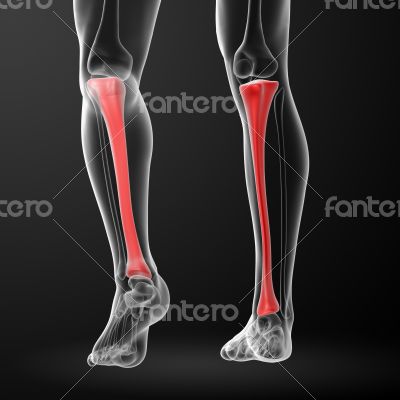 3d render illustration tibia 