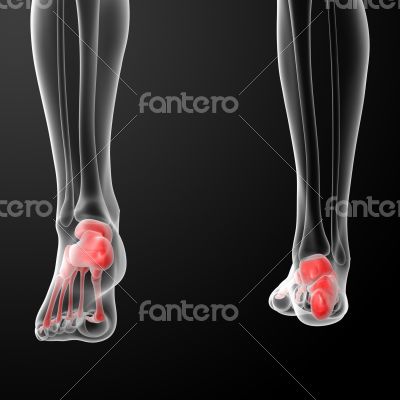 Human Skeletal Feet Human Skeletal Feet