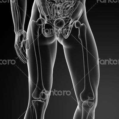 3d render illustration of the femur