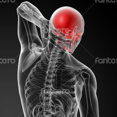 Human brain X ray - side view