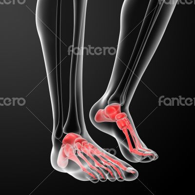 Human Skeletal  Feet - front view